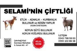 SELAMİNİN ÇİFTLİĞİ